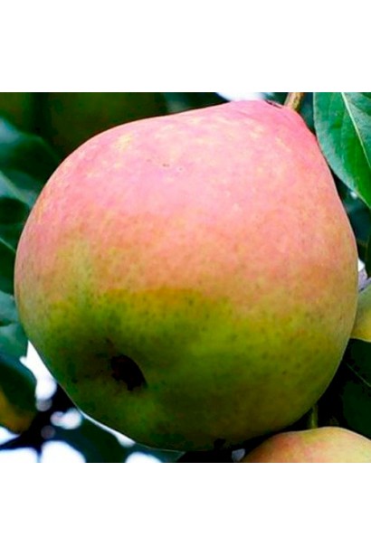 Зрілі груші сорту Сілк Кінг у саду 